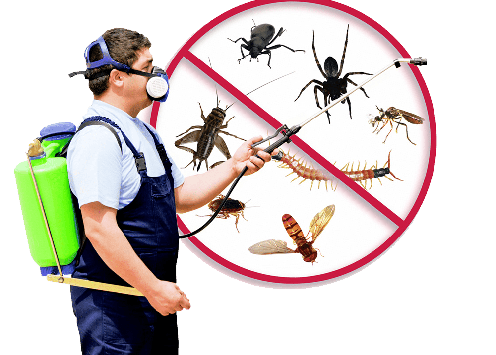 CLEAN AND GREEN PEST CONTROL