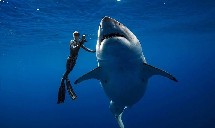 Tubarão Líder