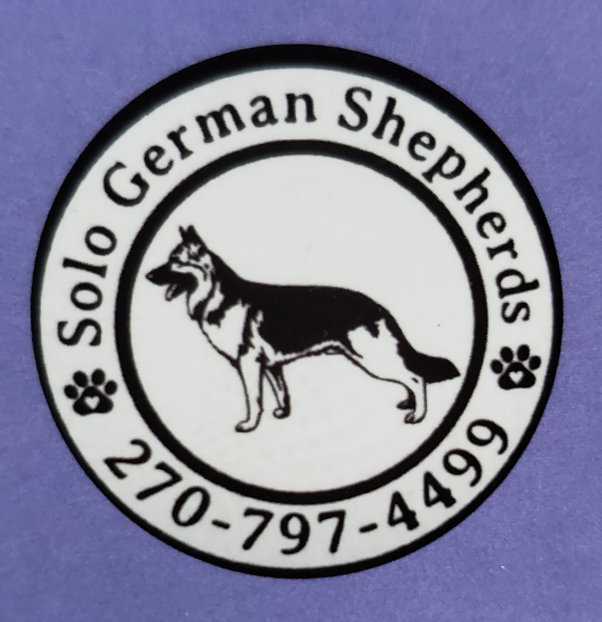 Solo German  Shepherds