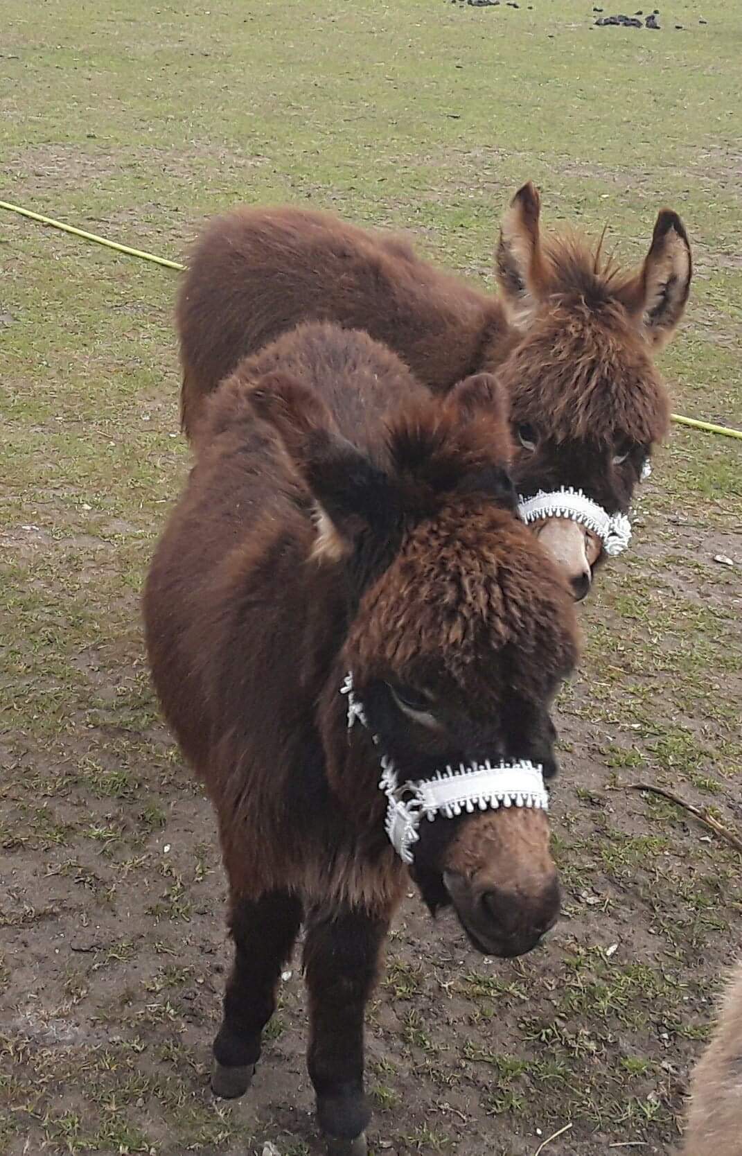 Donkeys-For-Therapy