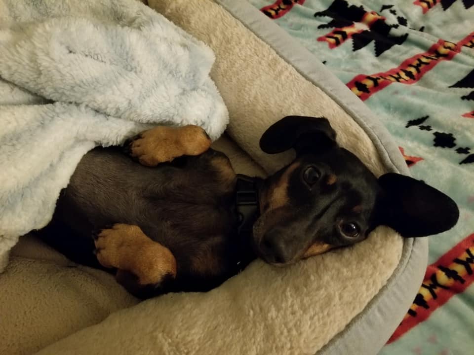 Pet Sitter Service Pet Sitter Paw Sensitive Pet Sitter Lincoln