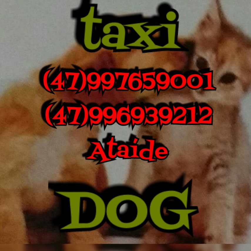 Táxi Dog Paranaguamirim