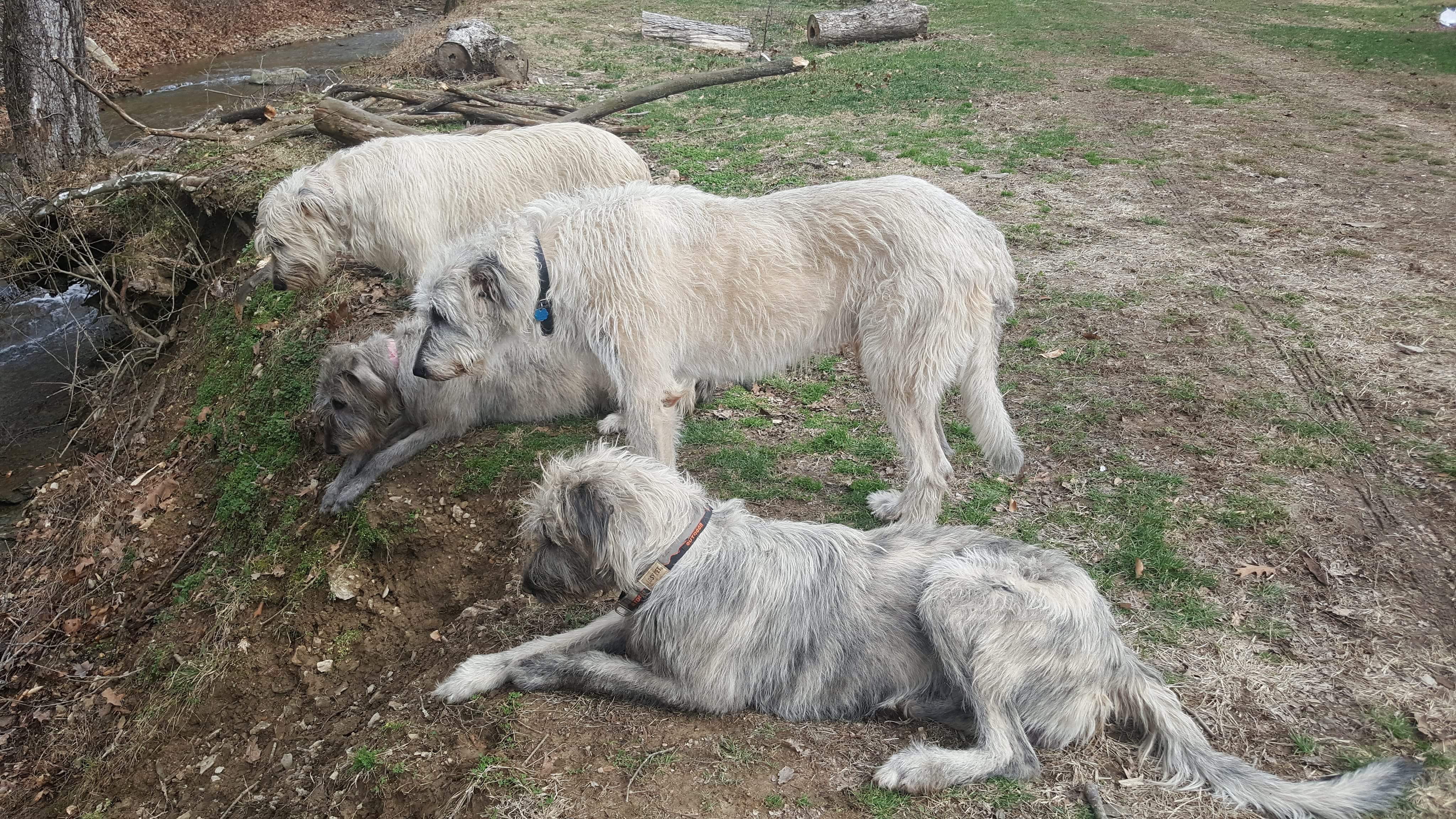 Irish Wolfhounds Of Kentucky