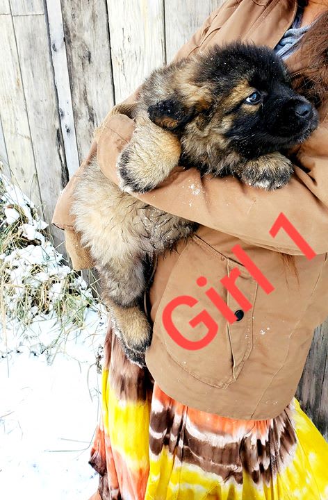 leonberger cross german shepherd