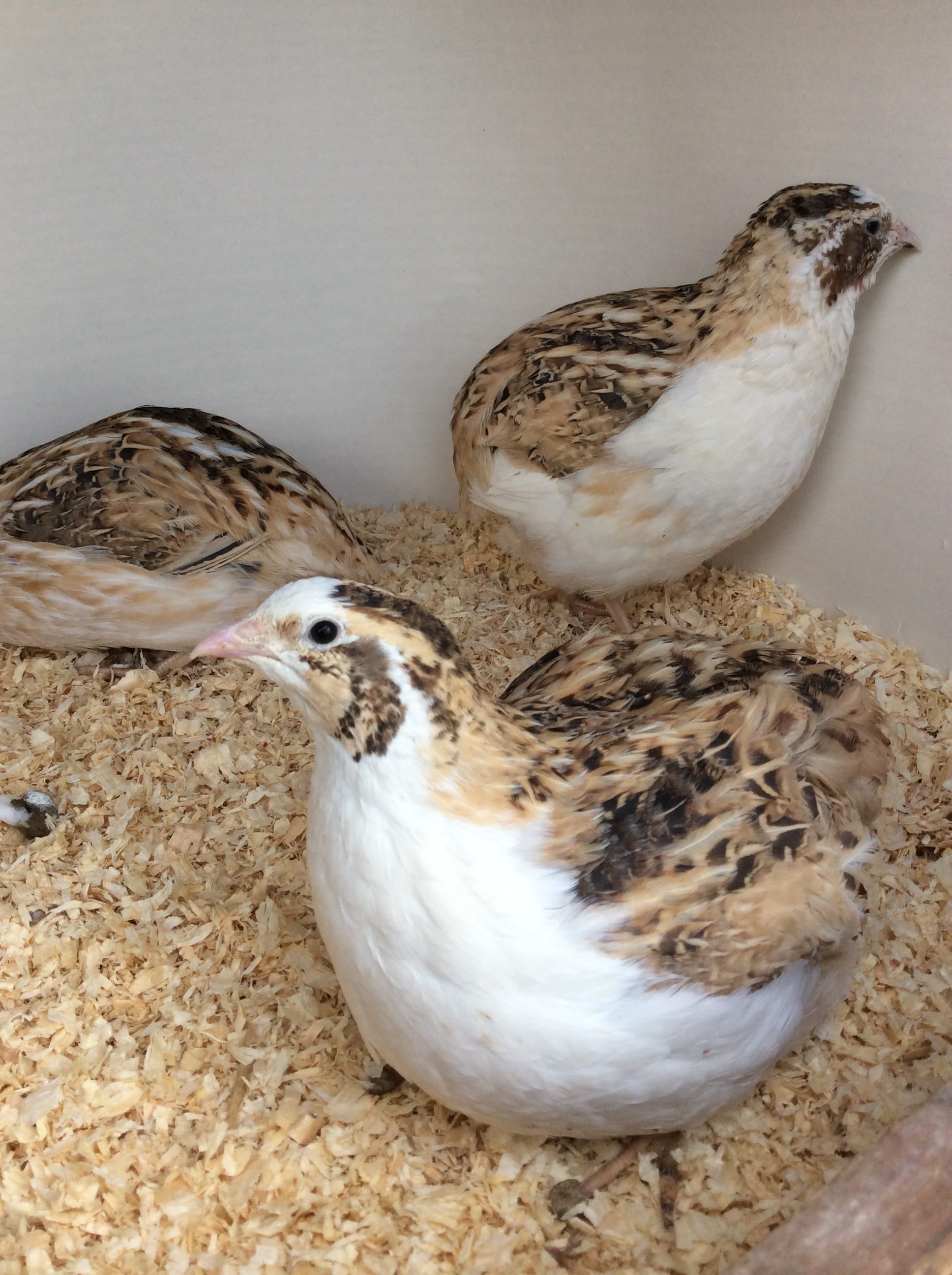 Quails Eggs (Fertile) From the Farm The Quail Man Farmer