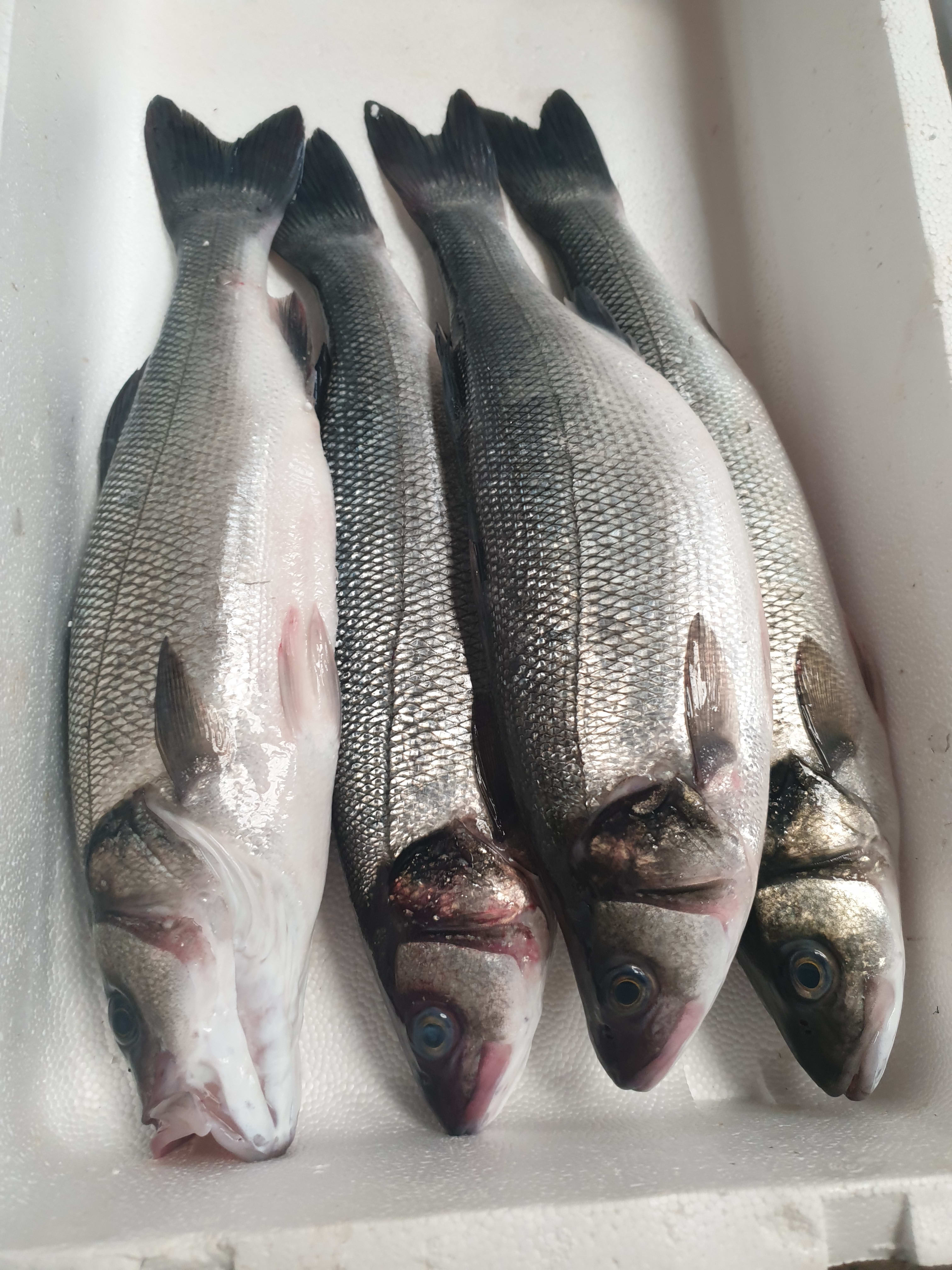 Venta de pescado a domicilio - Nuestros servicos - Pescados y Mariscos  Vázquez & Gamez | Miranda de Ebro