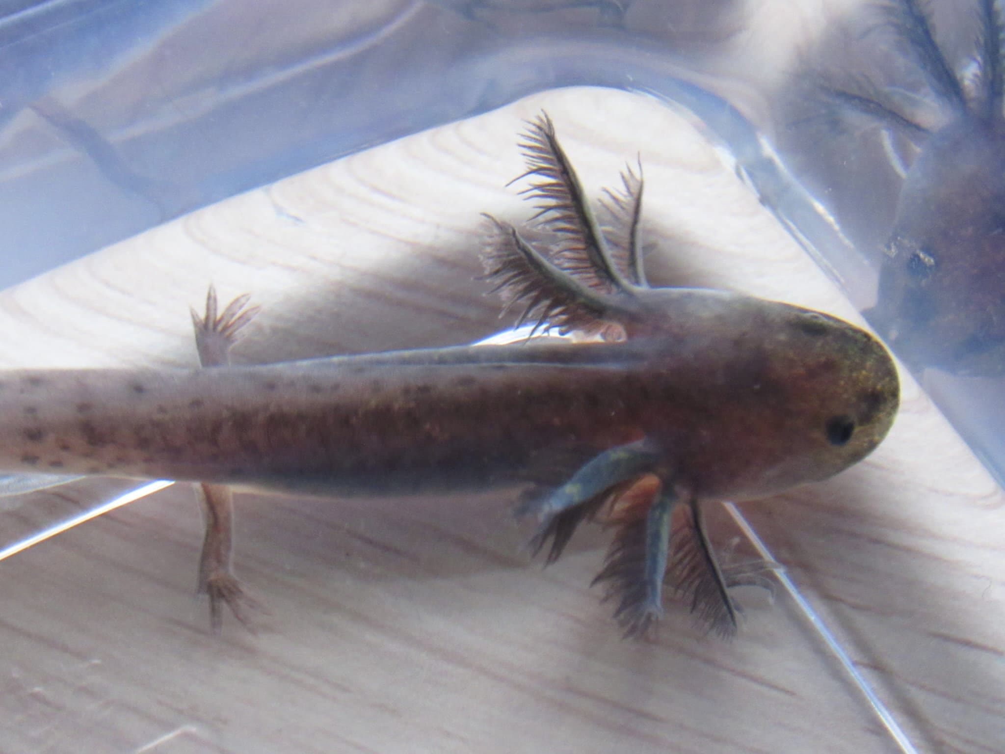 Love ALotls Axolotls Pet Breeder l Clearwater Florida