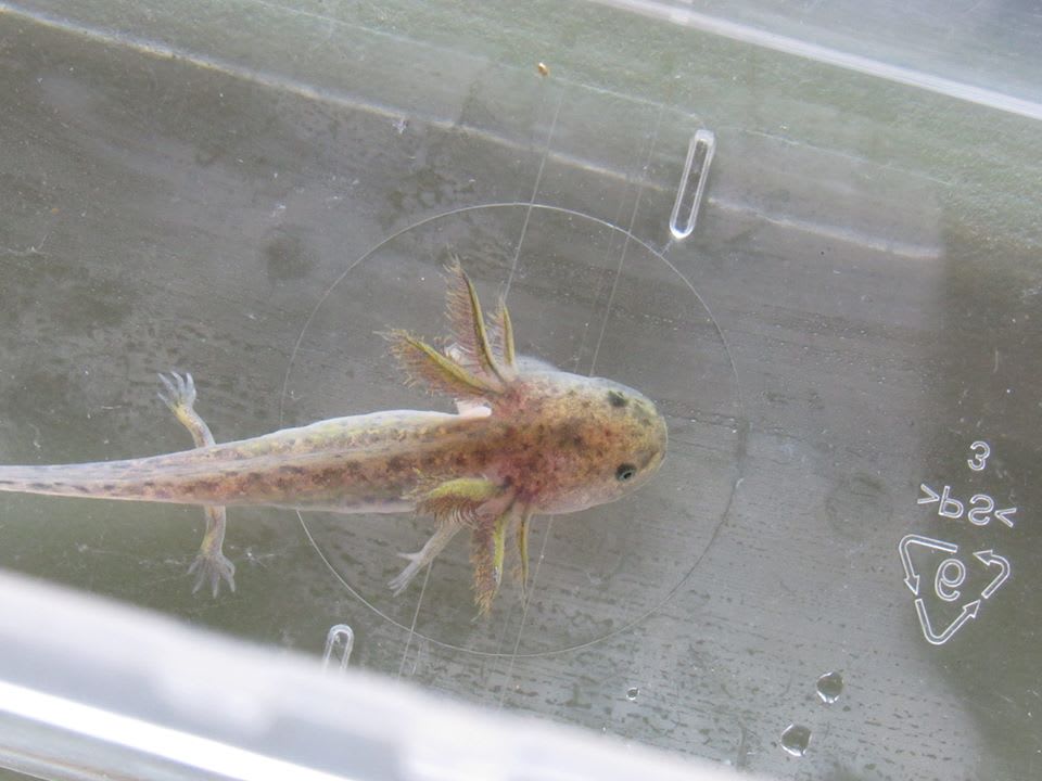 Axolotls Juveniles, Subadults & Eggs What We Offer Love ALotls Axolotls Pet Breeder l