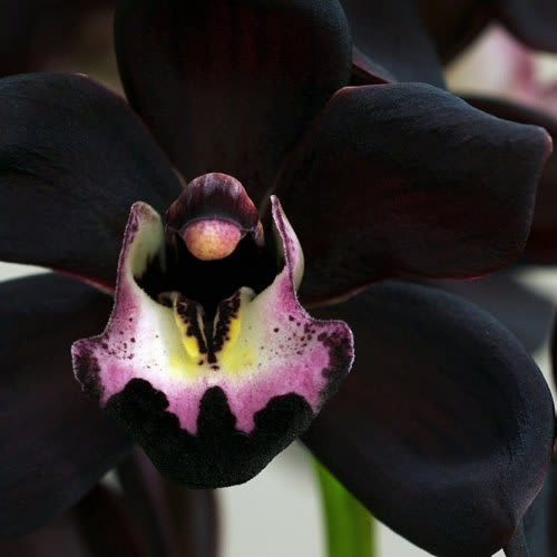 Black Orchid Rune Spells