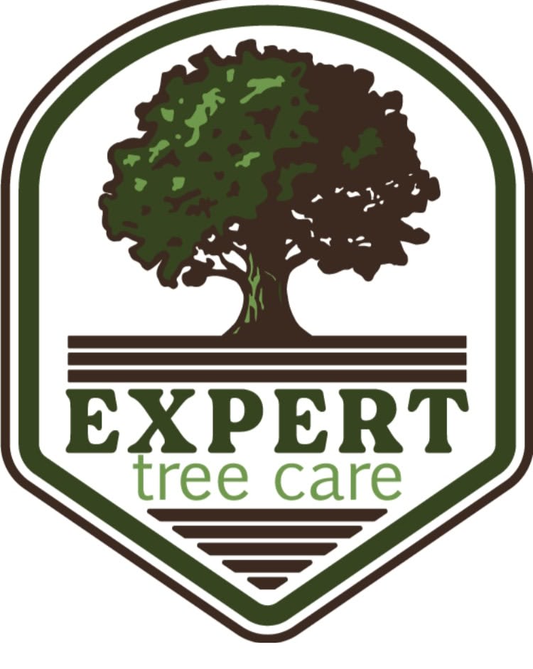 Expert Tree Care
