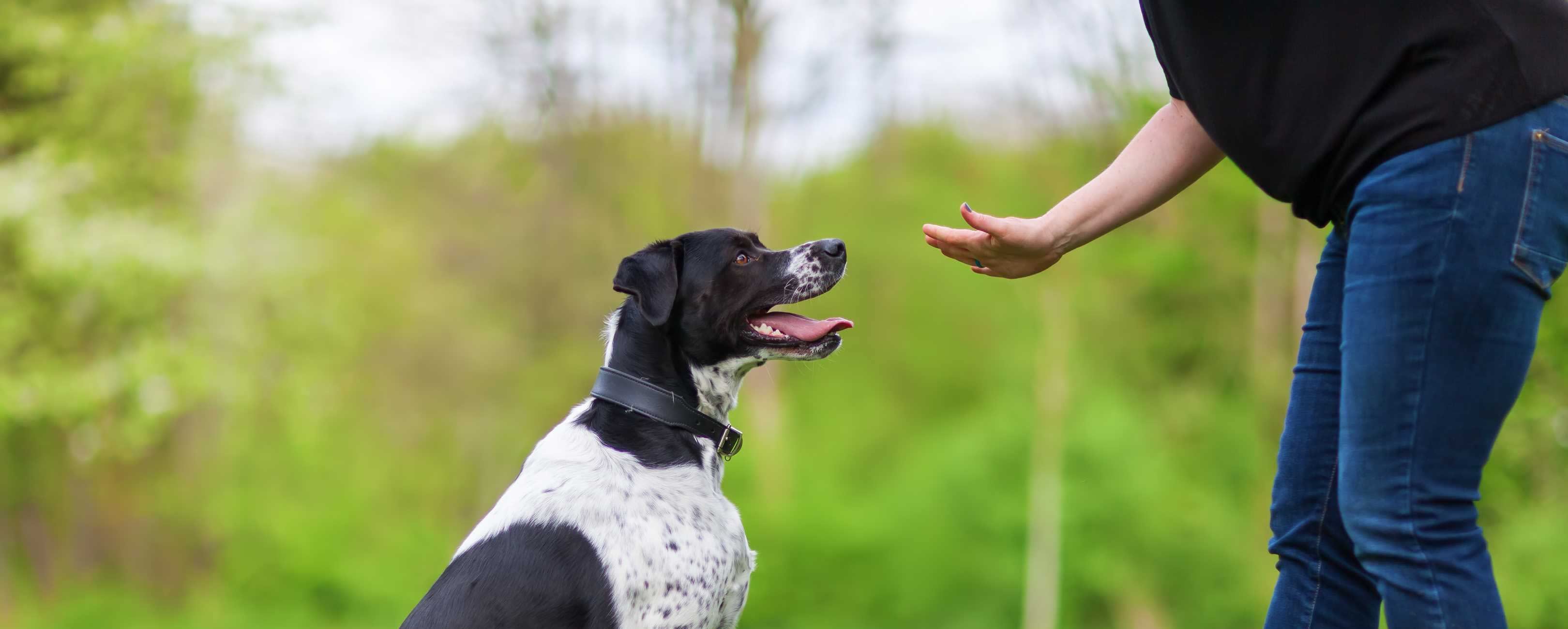 how many training sessions does a dog need