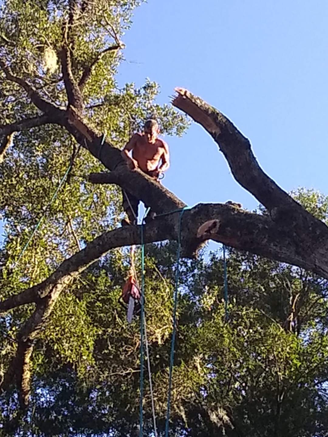 Raymond's Tree Service Ocala Tree Trimmer