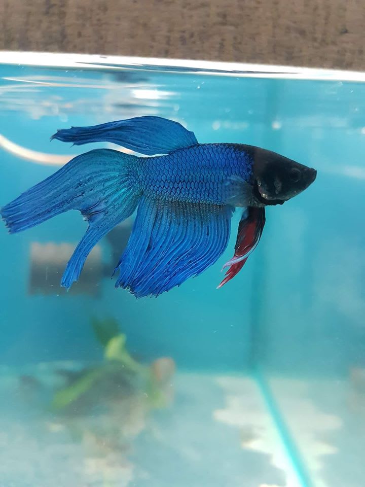 Bert Ernie S Tropical Fish Shop Ltd Reddish