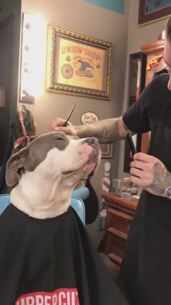 Cut/Trim Pet Grooming Patty'S Pet Salon Llc Pet Grooming