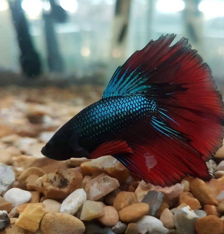 Bert Ernie S Tropical Fish Shop Ltd Reddish