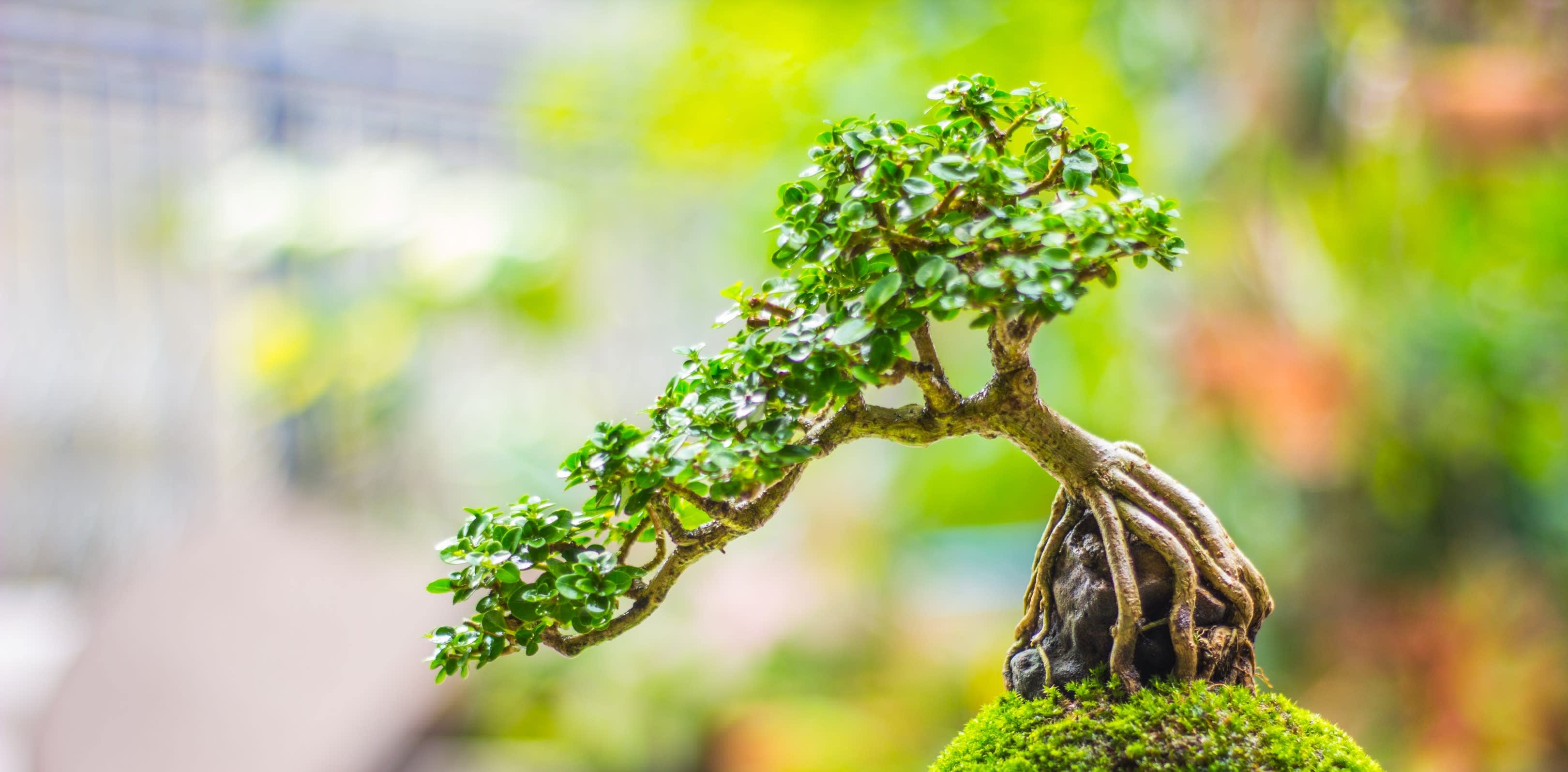 Baby Bonsai Garden Centre in FairviewFerndale