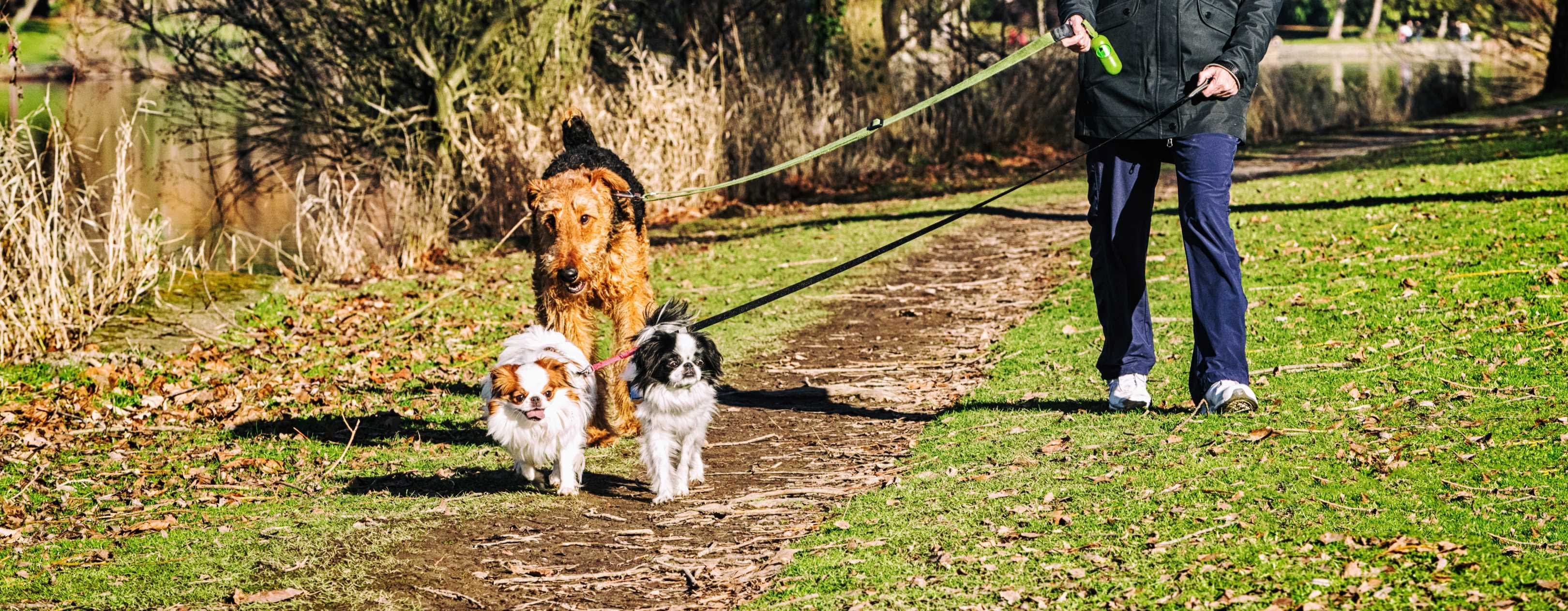 Lindsay Dog Walker Burlington