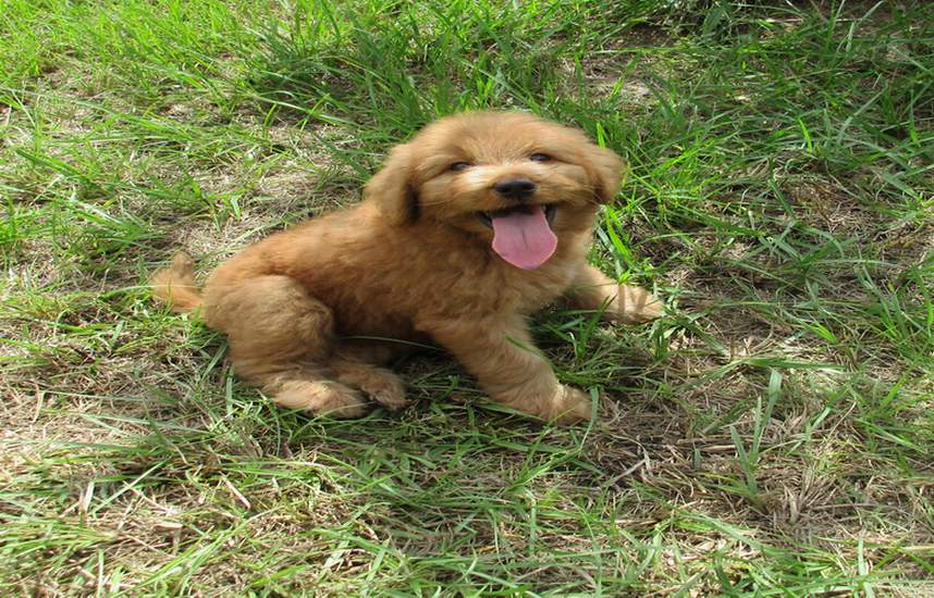 family raised doodles