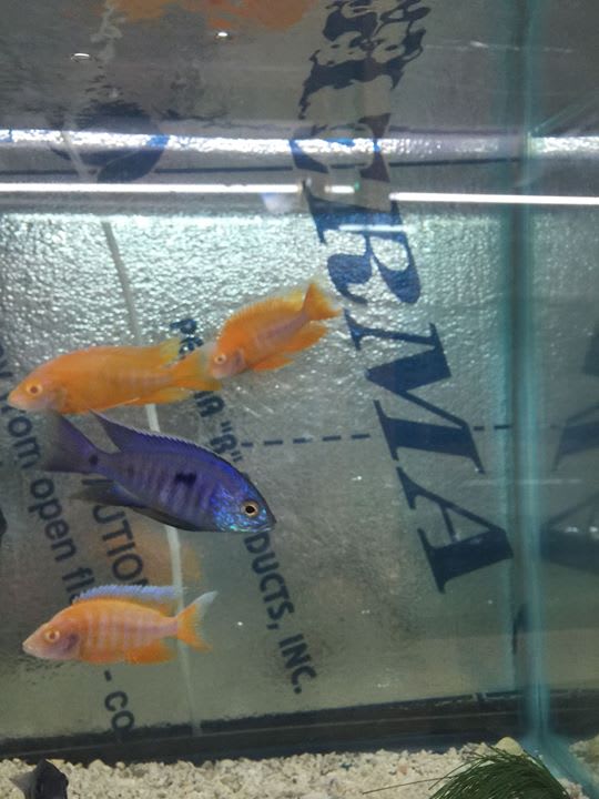 Best Aquarium Shop in Jacksonville Fish Mania Aquarium Shop