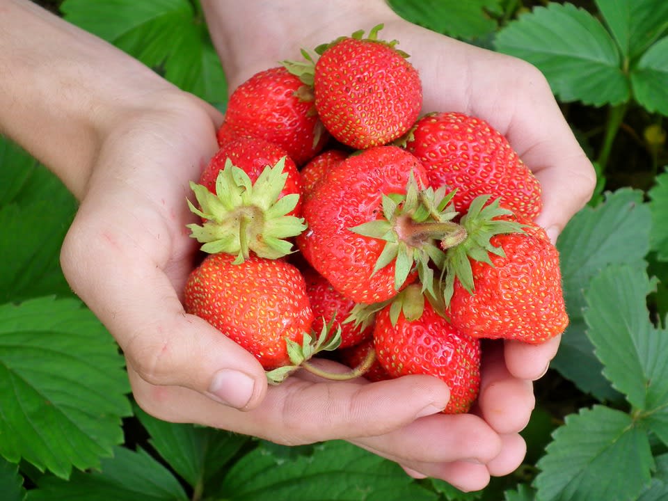 Fresas Frescas Benjamin X canastillas de 10 a 15 Kg