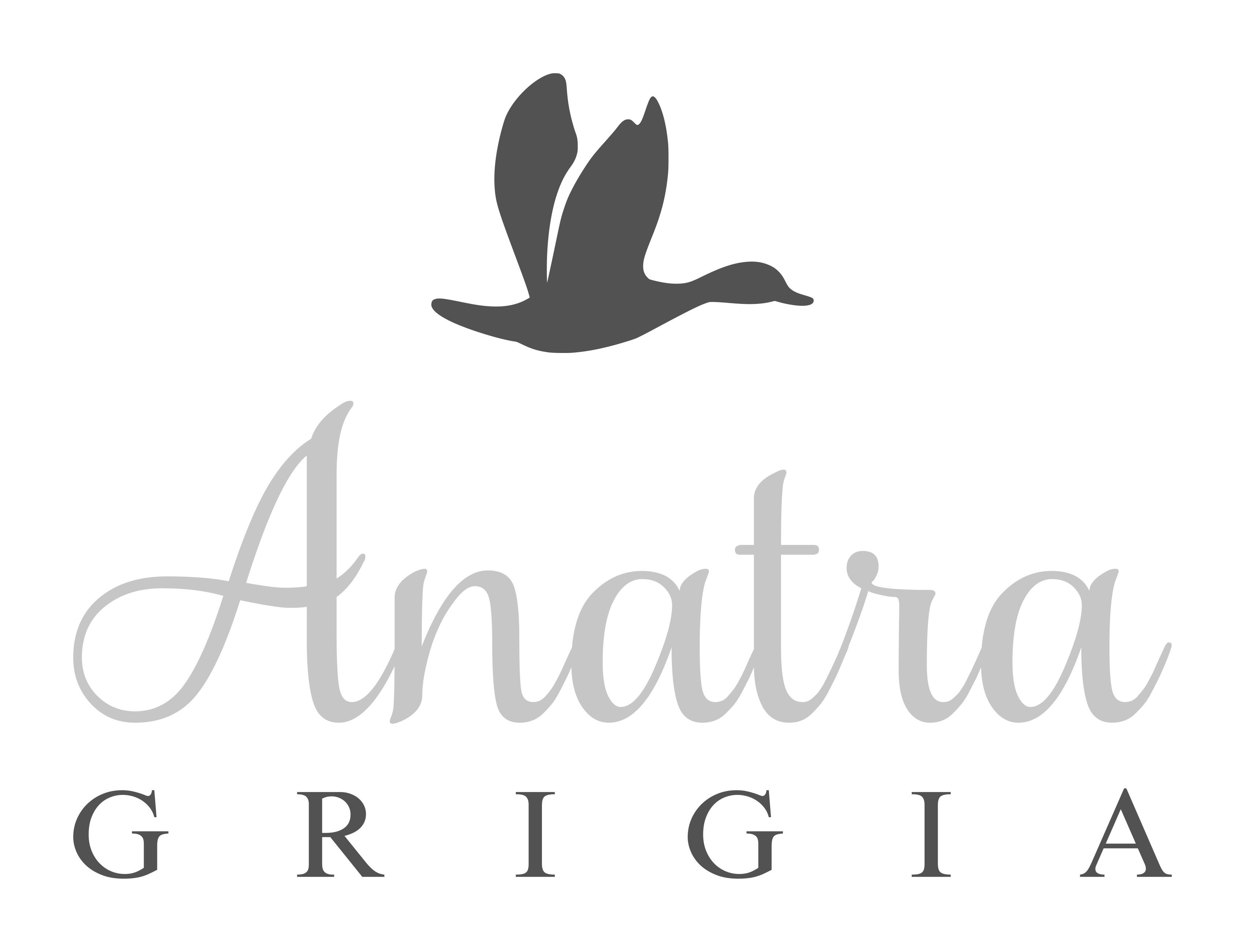 Anatra Grigia
