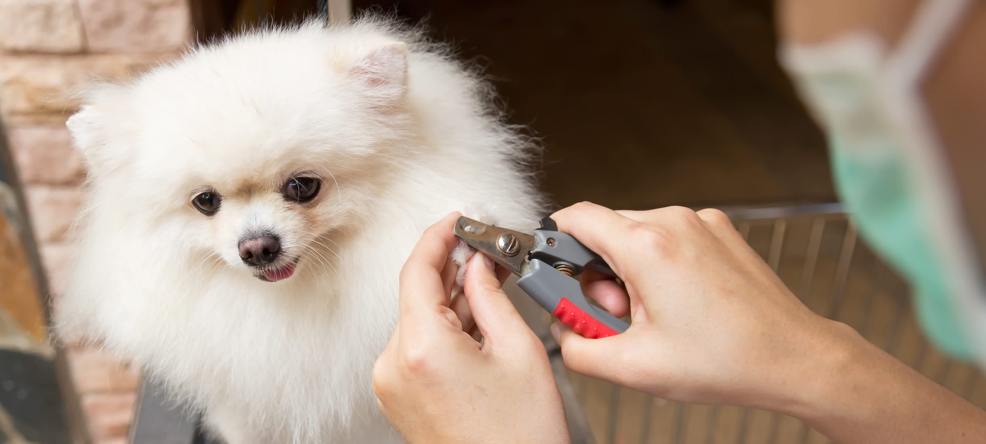 Finishing Touch Grooming Bossier City