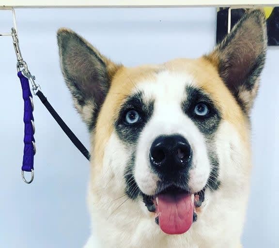 Dog Grooming What We Offer Shampoochies at Barkley and Co Pet