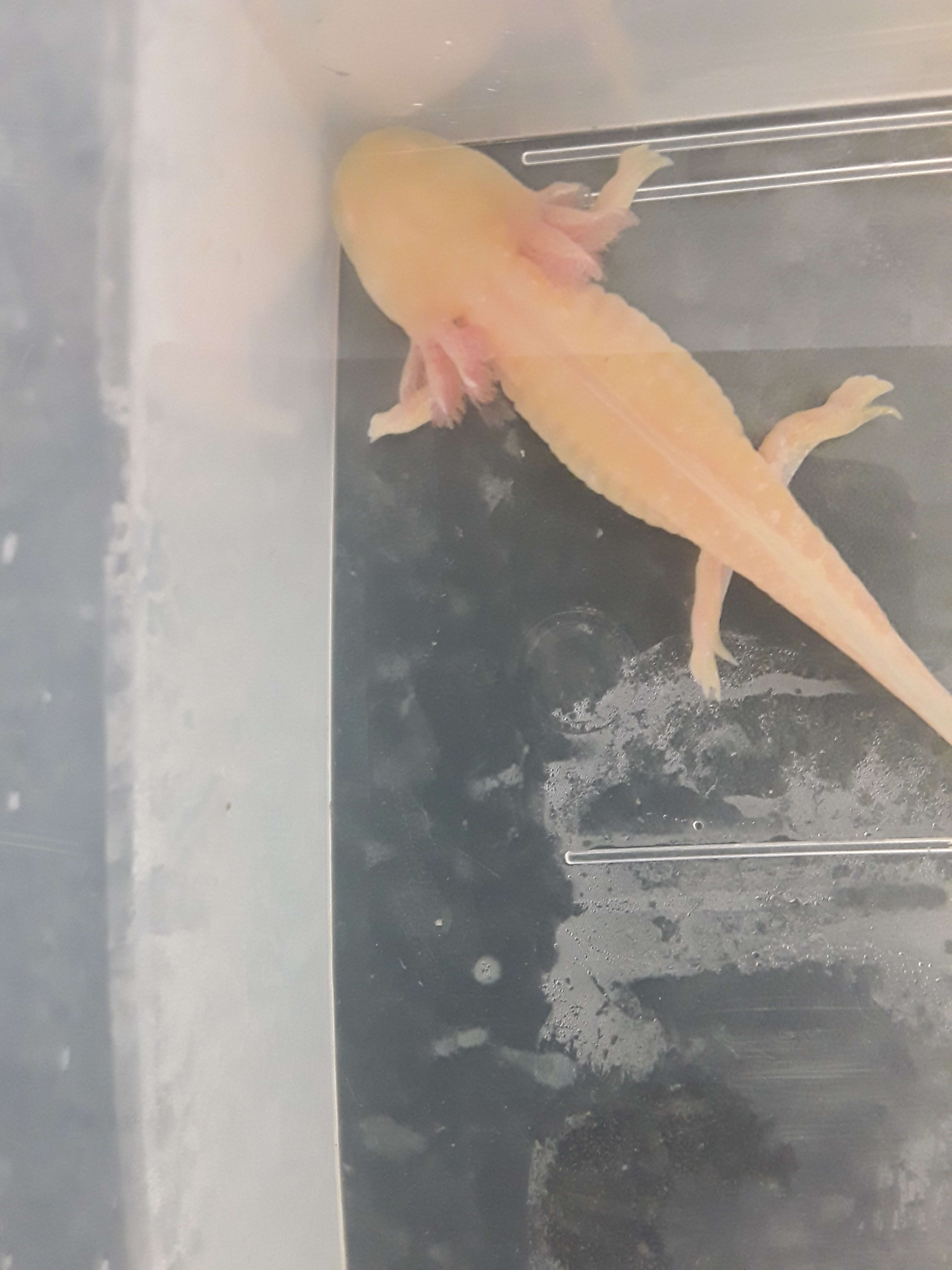 Axolotl Pet For Sale Uk Axolotl Pet For Sale Uk