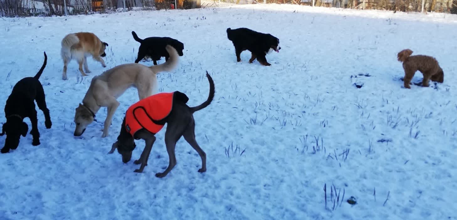 Macintosh Kennel Pet Boarding Fredericton