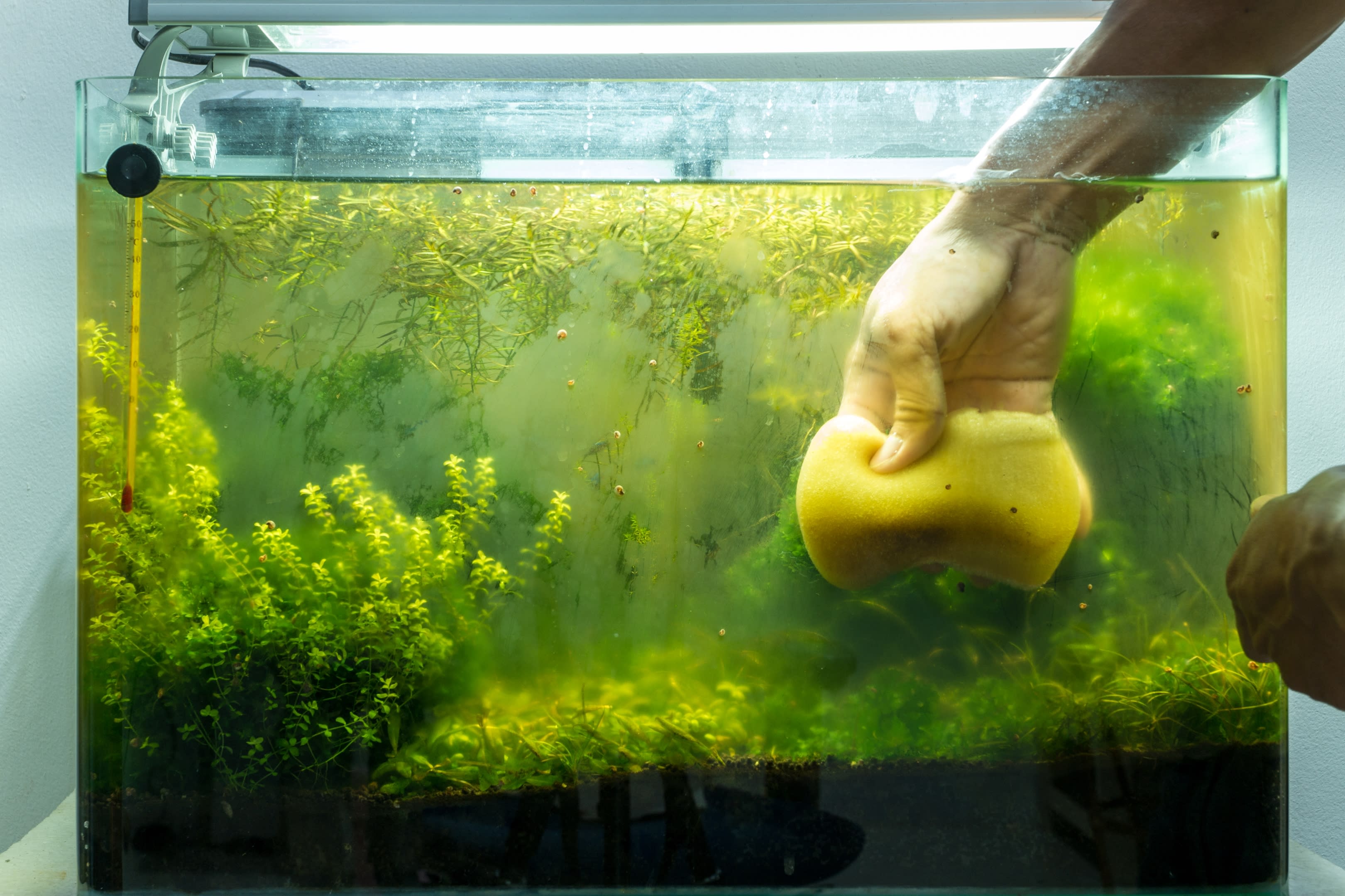 Cleaning algae from a dirty aquarium with a sponge