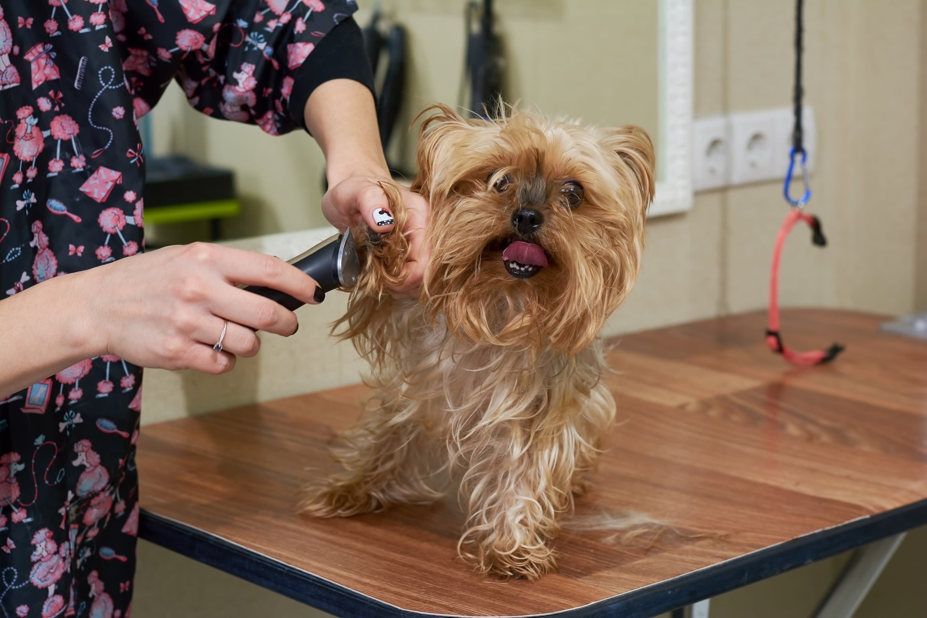 Haircuts Grooming Carfield's Kennels Dog Kennel Elgin