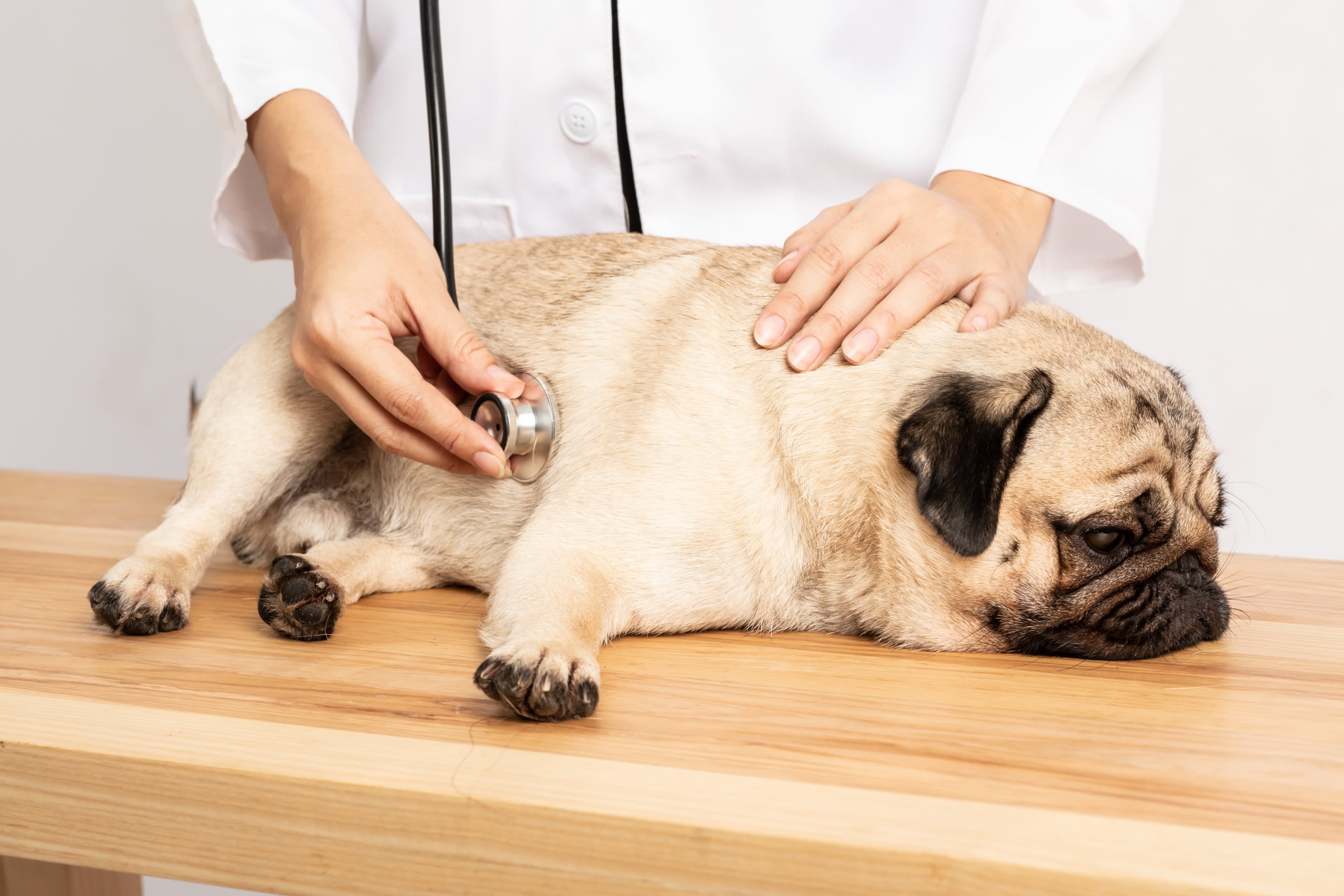 Shree Pet Clinic Pet Doctor in Navi Mumbai