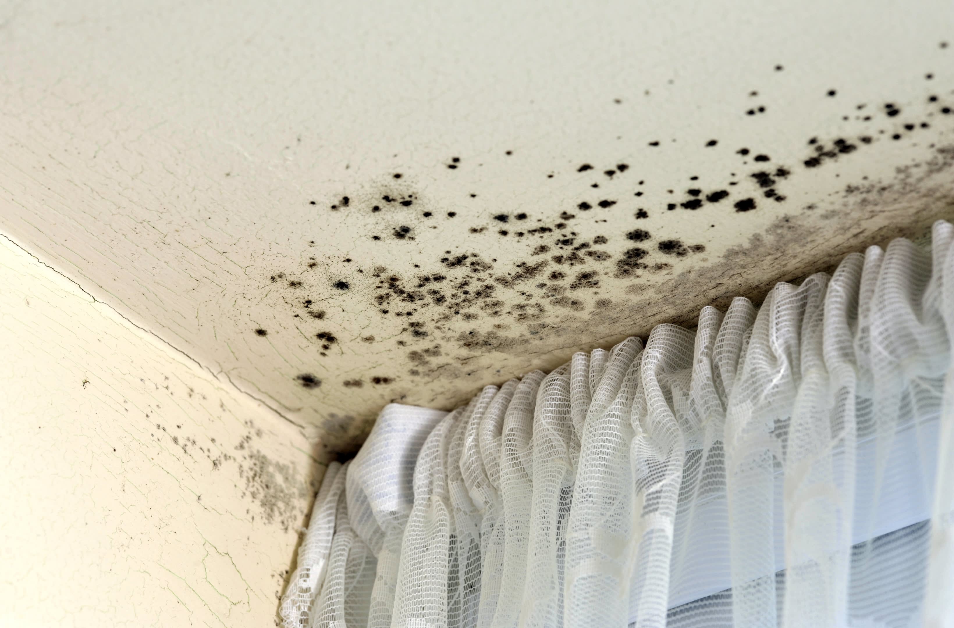 Longmont Mold Removal