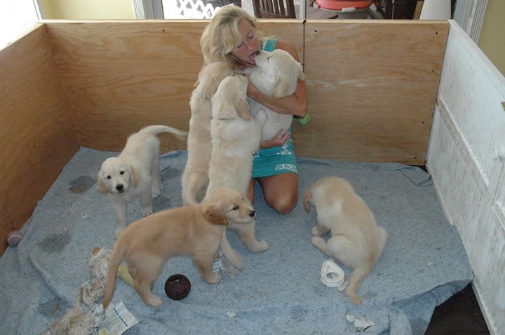 Ocean Goldens Of Palm Beach Pet Breeder Jupiter