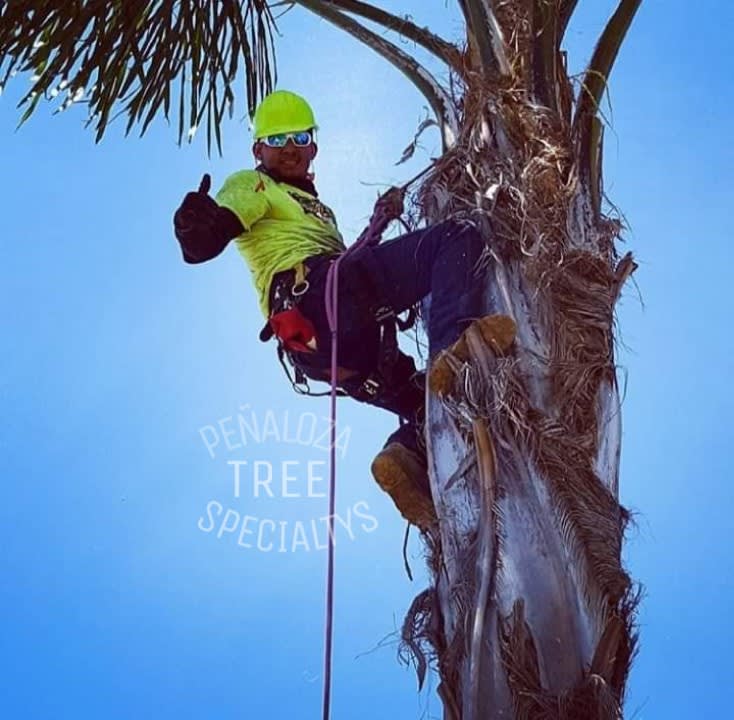 Penaloza Tree Services