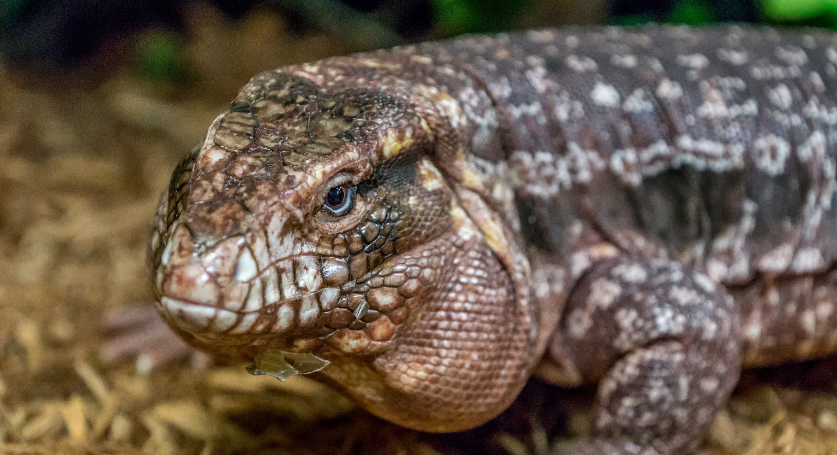 Las Vegas Reptile Exposearch Result - ic1onz0