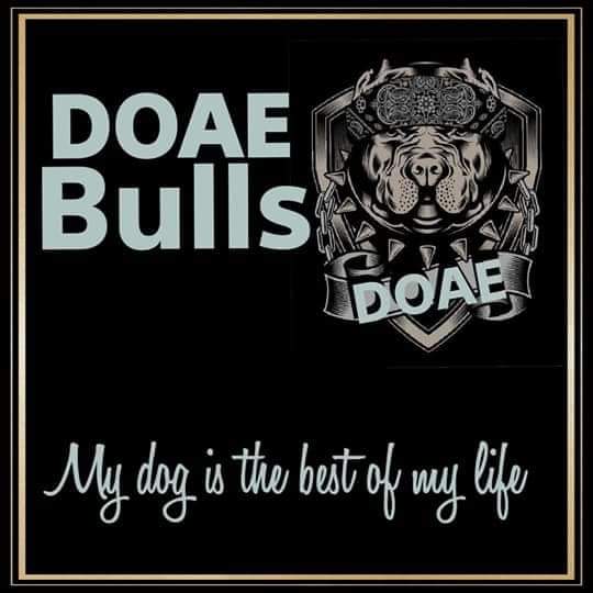 Doae Bulls