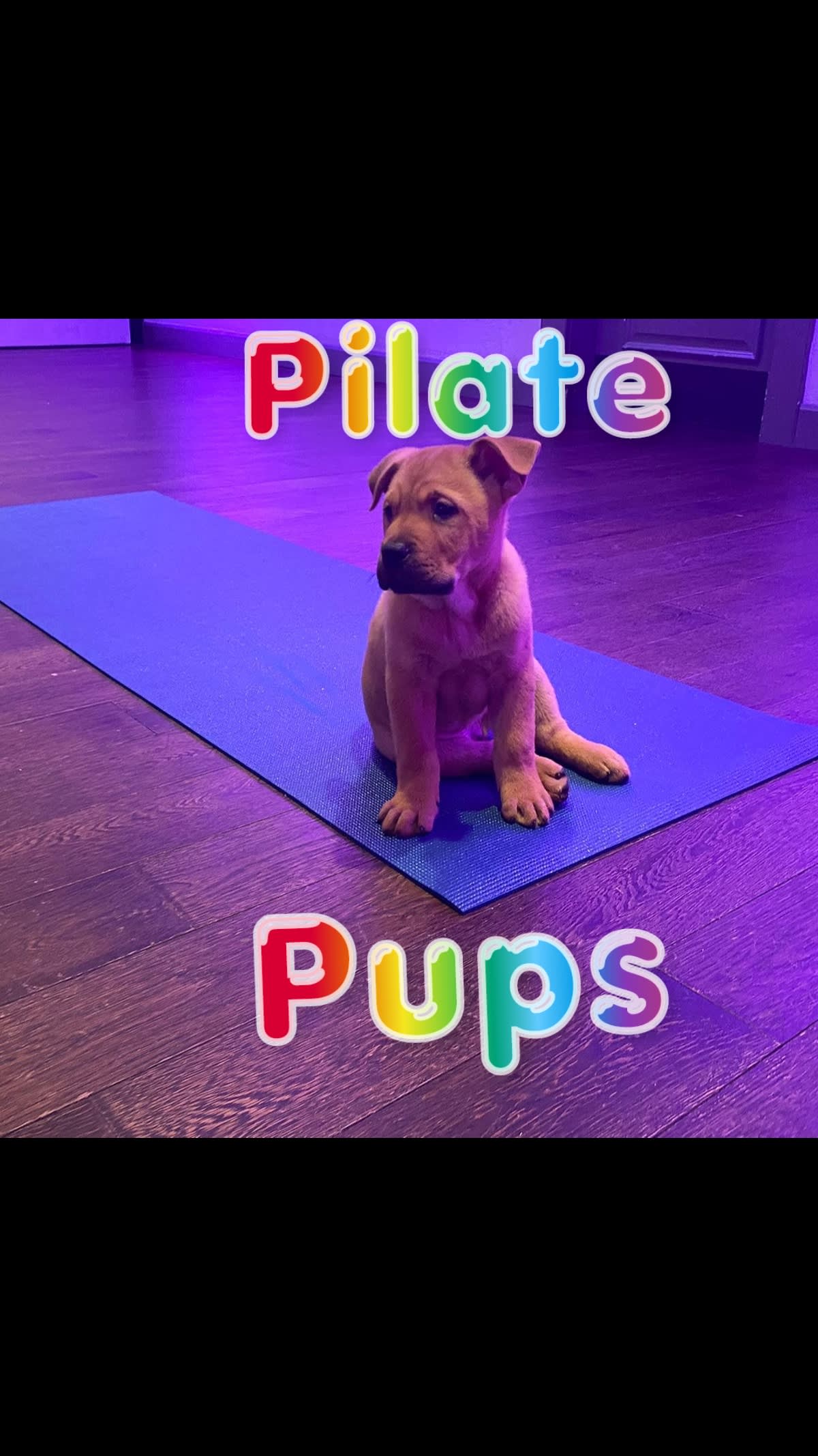 Pilate Pups
