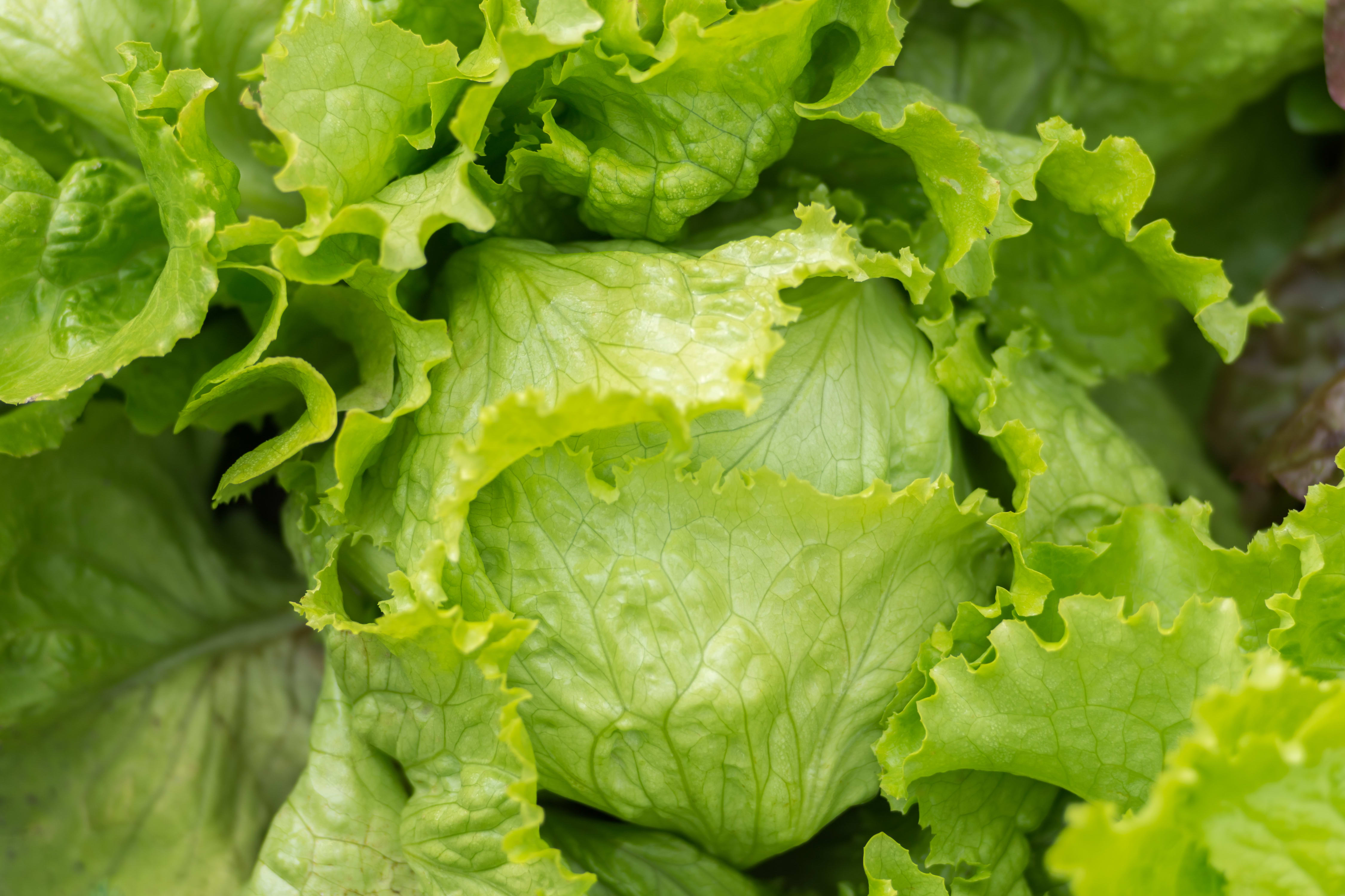 Verduras Em Destaque Home Hortifruti Diadema Verduras em destaque home hortifruti diadema