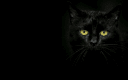 The Black Cat Emporium