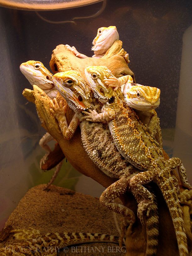 Reptile Sales - Services & Products - Austin's Reptile Rescue And
