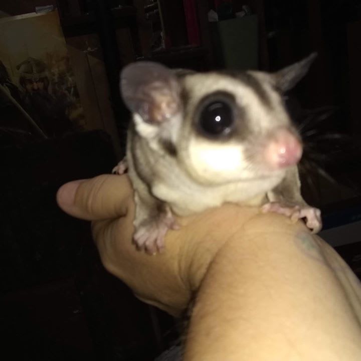 Adopt Out Exotic Animals What I Do Exotic Pets Rescue Concord, NC