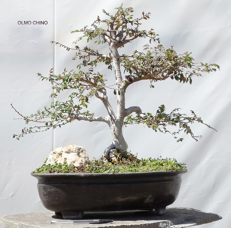 Bonsais Nuestros productos Bonsaiadict Tienda de bonsais