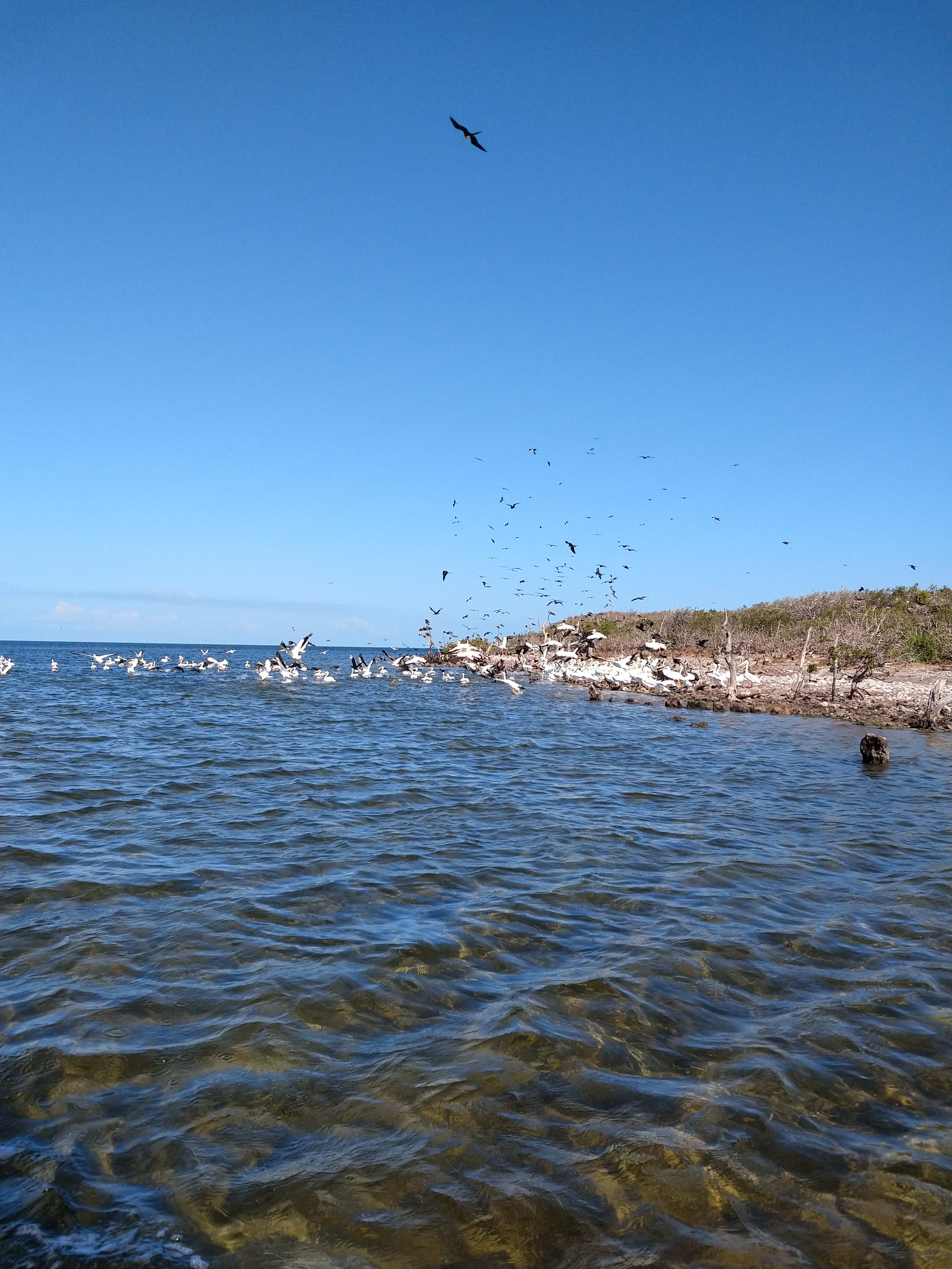 Visita a Isla Cerritos - Ecoturismo - San Felipe Y Naturaleza ...