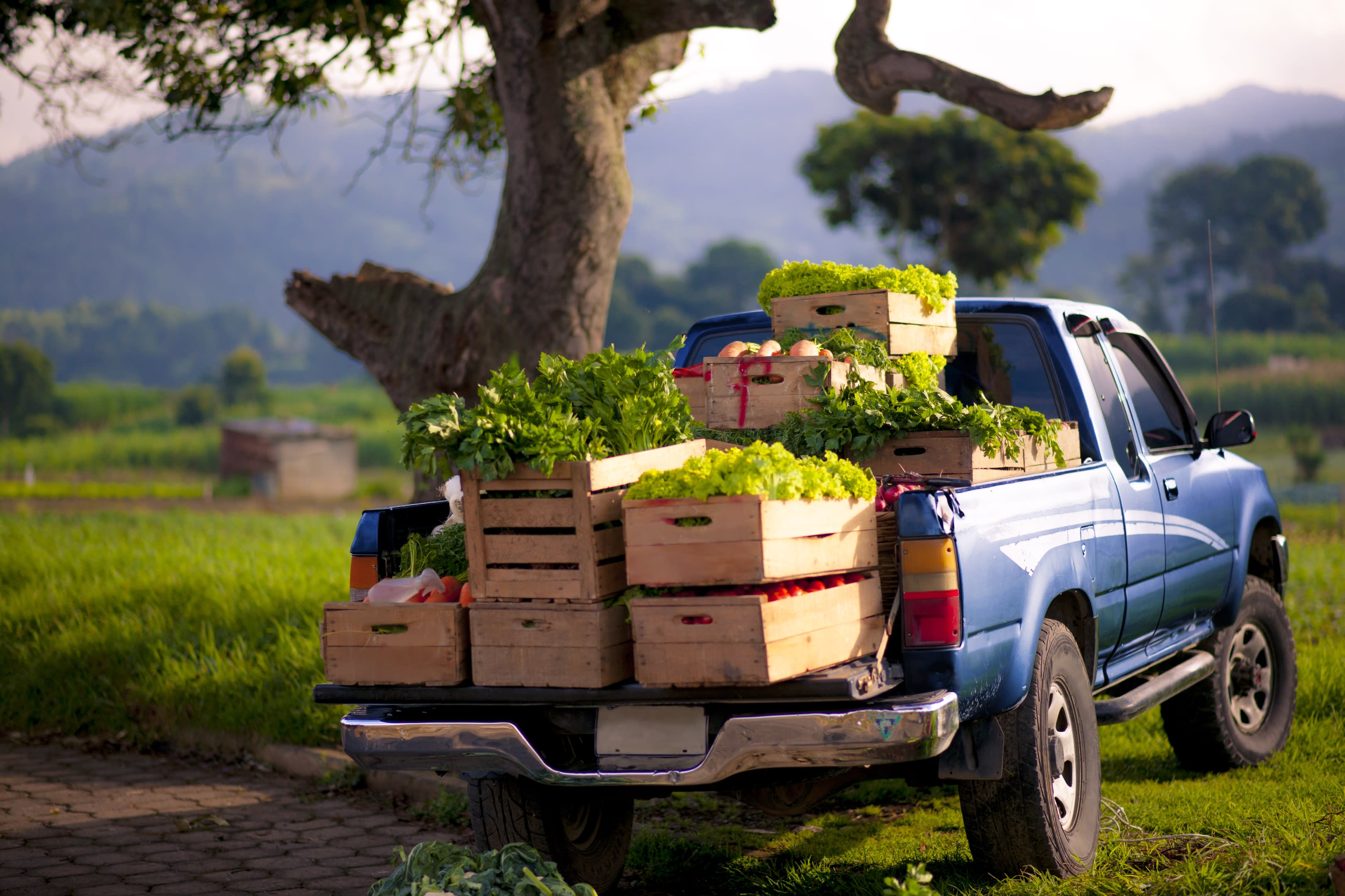The Truck carry Vegetables from the Farm every Friday