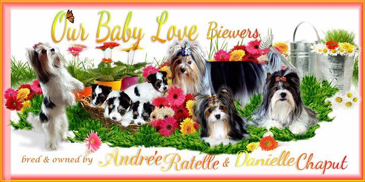 Our Baby Love Biewer | Dog Breeder in Saint-Lucien