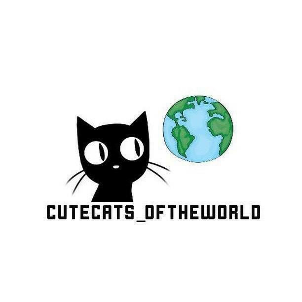 Cute Cats Of The World