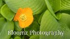 Bloomz Photography