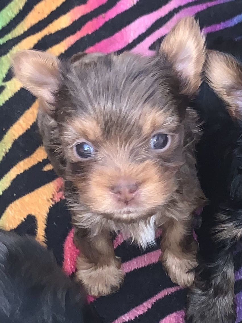 Main Line Yorkies Dog Breeder in West Chester Pa