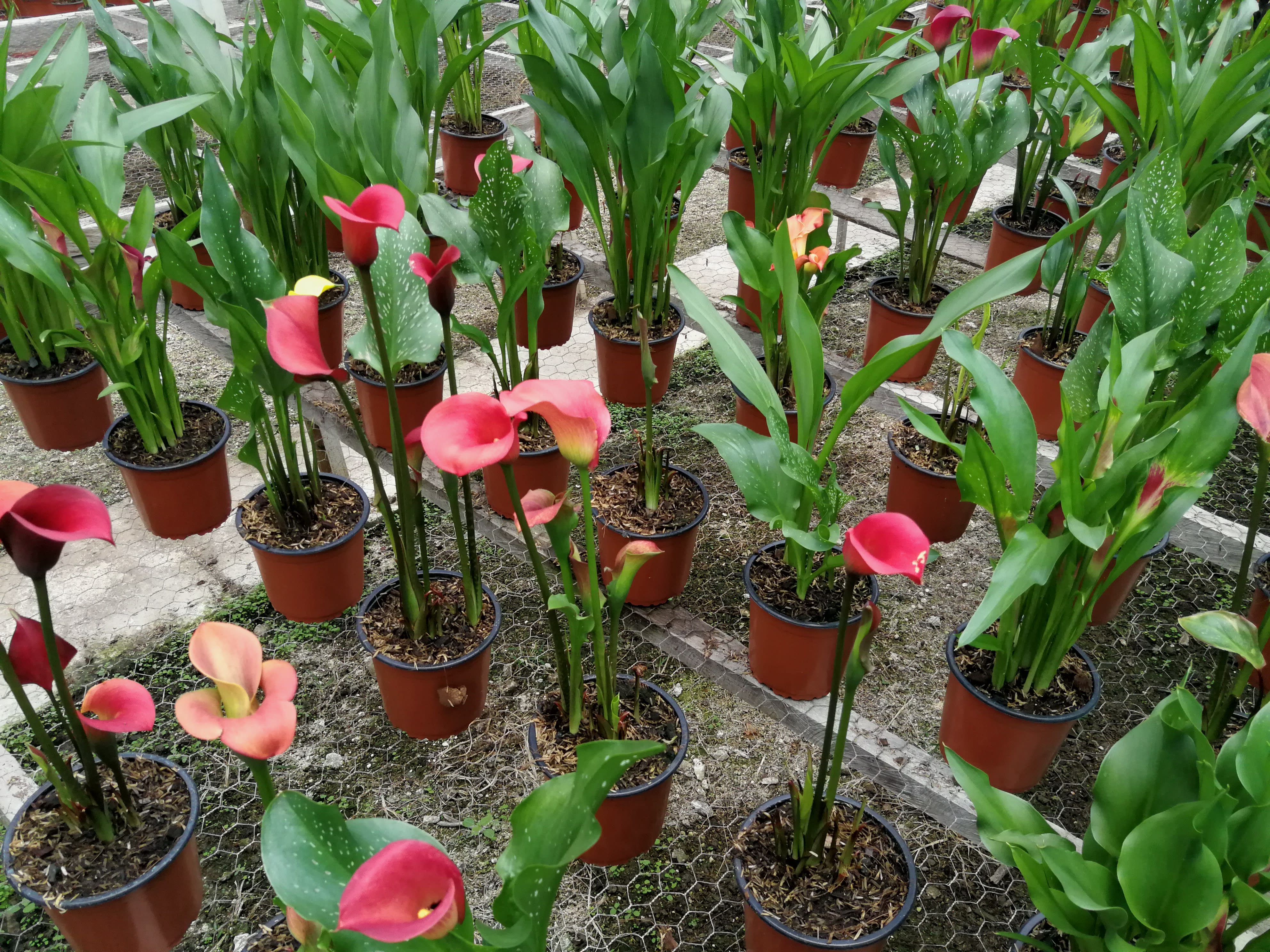 Cartucho doble/Cala. - Plantas de Flor - Viveros de Colombia | Jardinero en  Bogotá